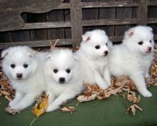 American Eskimo puppies available Image eClassifieds4U