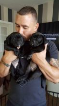 Beautiful Cane Corso puppies male and female Available Image eClassifieds4U
