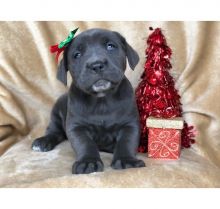 Beautiful Cane Corso puppies male and female Available . Image eClassifieds4U