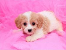 Cute Cavachon Puppies Available now Image eClassifieds4u 2