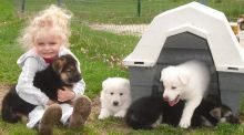 German Shepherd puppies Ready Image eClassifieds4U