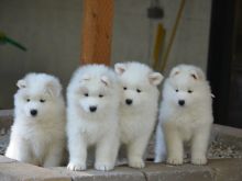 Snow white Samoyed Puppies available Image eClassifieds4U