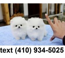 Tiny micro T-cup Pomeranian Puppies for sale! Image eClassifieds4U