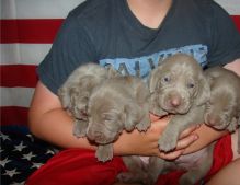 Weimaraner puppies Image eClassifieds4U
