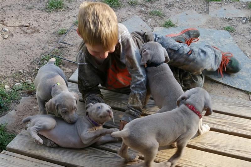 Weimaraner puppies available Image eClassifieds4u