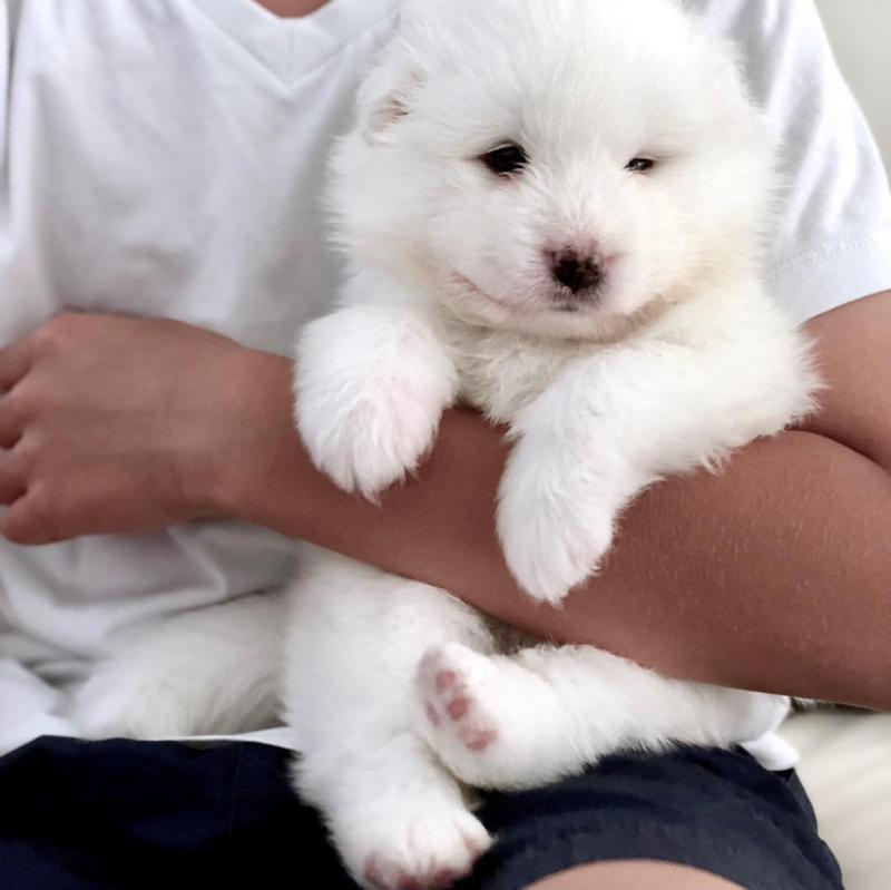 ☂️ Ckc Samoyed Puppies ☂️ Ready ☂️ Email at us ☂️ ☂️ [ fabianrecaldo@gmail.com ] Image eClassifieds4u
