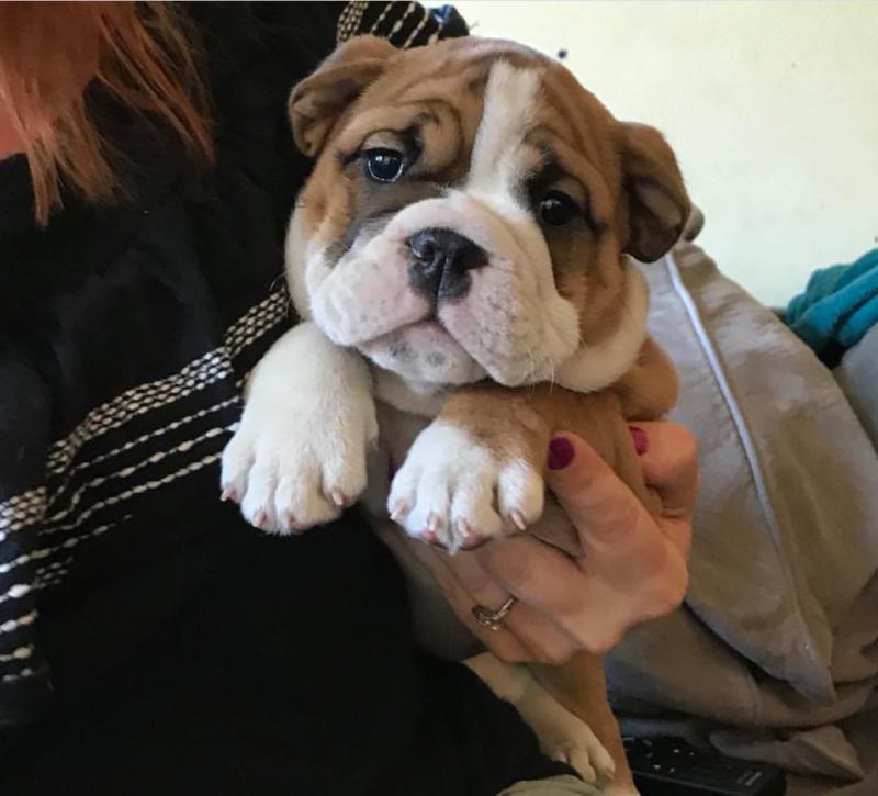 ☂️ Dramatic ☂️ Ckc English Bulldog ☂️ Puppies☂️ ☂️Email at us ☂️ ☂️ fabi Image eClassifieds4u