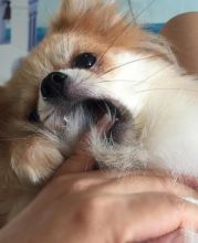 ☂️ Charming Ckc Pomeranian ☂️ Puppies ☂️ ☂️ ☂️ Email at us ☂️ ☂️ [ fabia