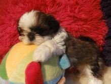 Affordable and lovely shih tzu Puppies beautiful and handsome puppies ready