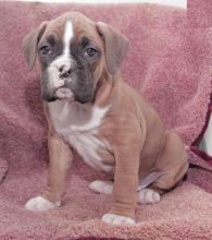 Boxer Puppies For Re-homing