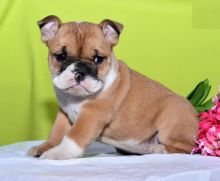 English Bulldog Puppies For Re-homing