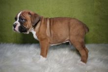 Healthy Boxer Puppies