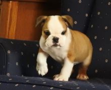 Healthy English Bulldog Puppies