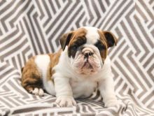 Male and Female English Bulldog Puppies