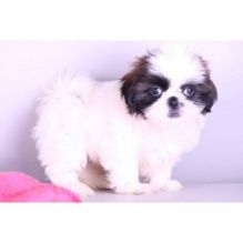 shih tzu puppies for a lovely and happy home.
