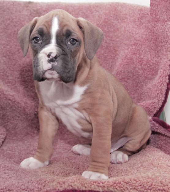 Boxer Puppies For Re-homing Image eClassifieds4u