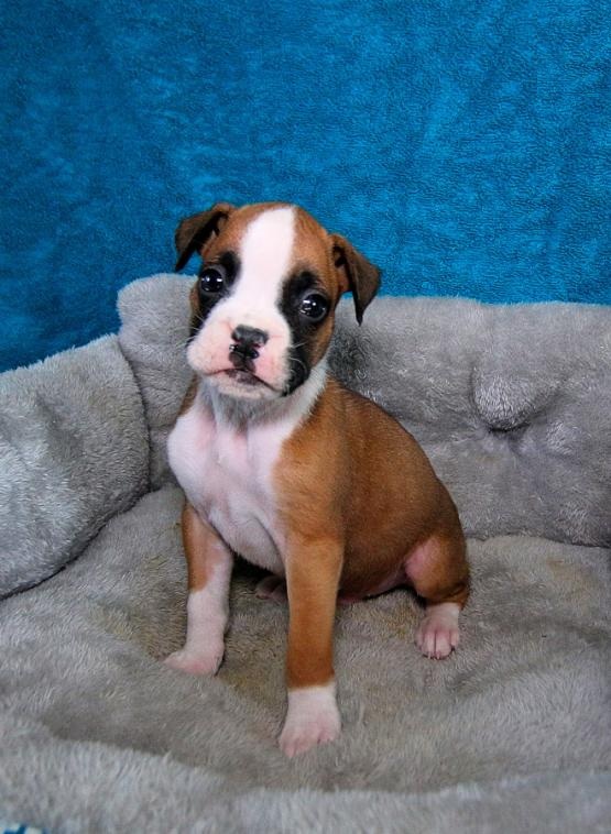 CKC Boxer Puppies Image eClassifieds4u