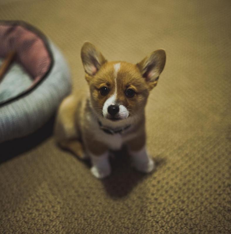 Ckc Pembroke Welsh Corgi Puppies ☂️Email at us ☂️ ☂️ [ fabianrecaldo@gmail.com ] Image eClassifieds4u