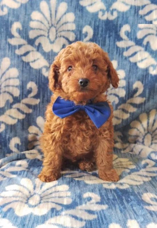 View Image 1 for CKC Toy Poodle Puppies Winnipeg eClassifieds 4U