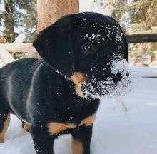 ☂️ ☂️ ☂️Energetic Ckc ☂️ Rottweiler Puppies Email at us ☂️ ☂️ [ fabianrecald Image eClassifieds4U