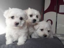 Beautiful Maltese Babies Image eClassifieds4U