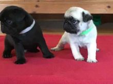 Cute Pug puppies Available Image eClassifieds4U