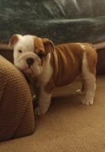 Home Raised English Bulldog Puppies Image eClassifieds4U