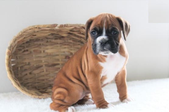 Male and Female Boxer Puppies Image eClassifieds4u
