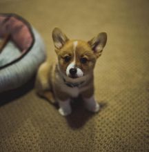 🐾💝🐾 Astounding 🐾💝🐾 Ckc Pembroke Puppies Available🐾💝