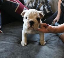 ☂️ Dramatic  ☂️ Ckc English Bulldog  ☂️  Puppies  ☂️ ☂️ ☂️Email at us  