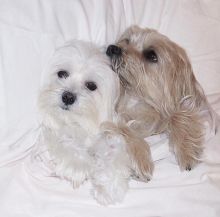  ☂️ Sensational   ☂️ Ckc Maltese Puppies   ☂️ Email at us  ☂️ ☂️ [ fabianr