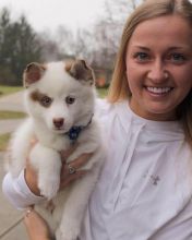 🐾💝🐾 Very Cute 🐾💝🐾  Ckc Pomsky Puppies Available🐾💝