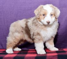 Australian Shepherd Puppies For Re-homing