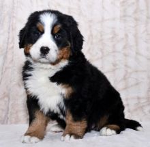 Bernese Mountain Puppies For Re-homing