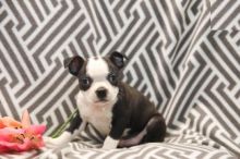 Boston Terrier Puppies For Re-homing