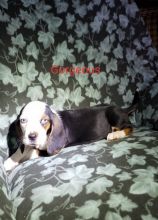 CKC Basset Hound Puppies