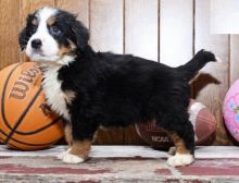 CKC Bernese Mountain Puppies