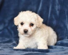 CKC Bichon Frise Puppies