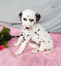 CKC Dalmatian Puppies