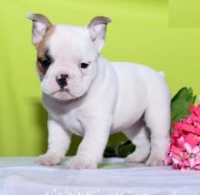 CKC English Bulldog Puppies