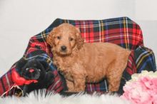 CKC Goldendoodle Puppies