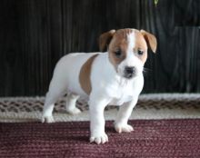 CKC Jack Russell Terrier Puppies