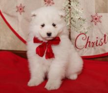 CKC Samoyed Puppies