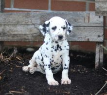 Dalmatian Puppies For Re-homing