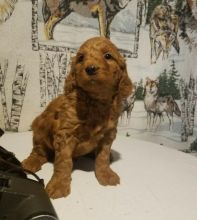 Goldendoodle Puppies For Re-homing