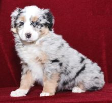 Healthy Australian Shepherd Puppies