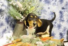 Healthy Basset Hound Puppies