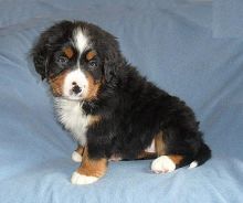 Healthy Bernese Mountain Puppies