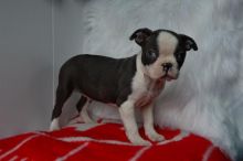 Healthy Boston Terrier Puppies