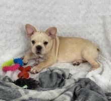 Healthy French Bulldog Puppies